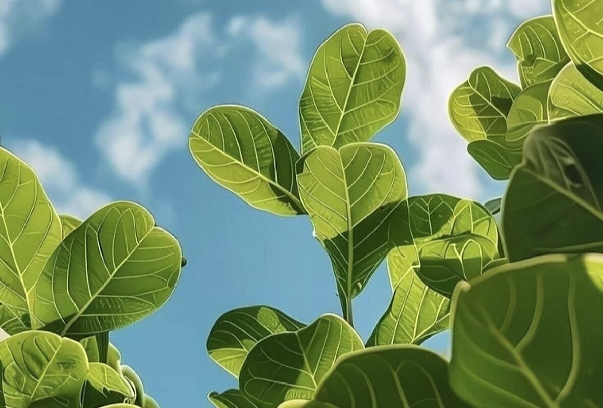 My soothing voice, perhaps?